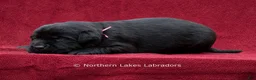 Labrador Retriever dogs for sale: Nico - Ad 4