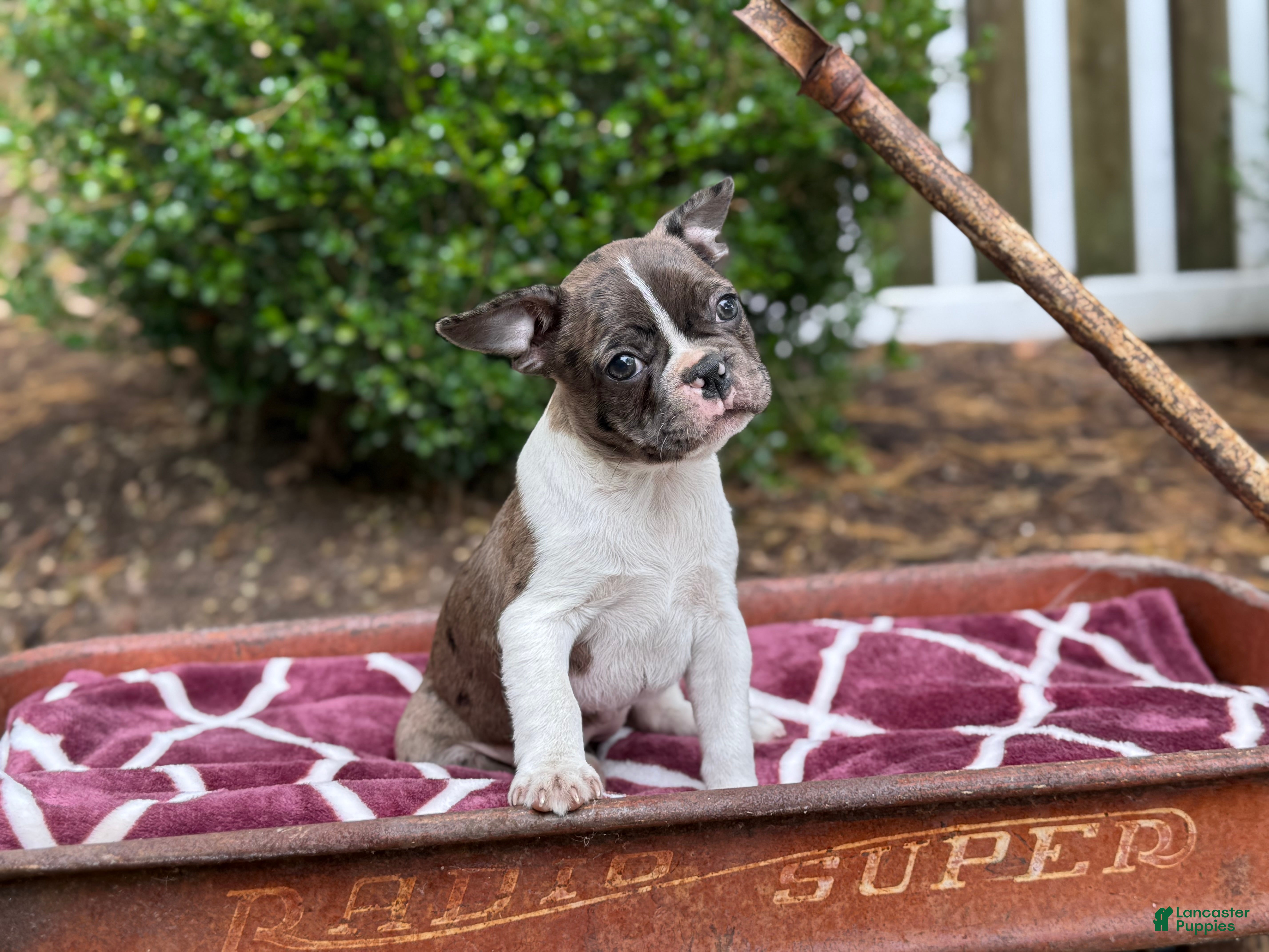 Boston Terrier dogs Willow Dolly - Ad 29