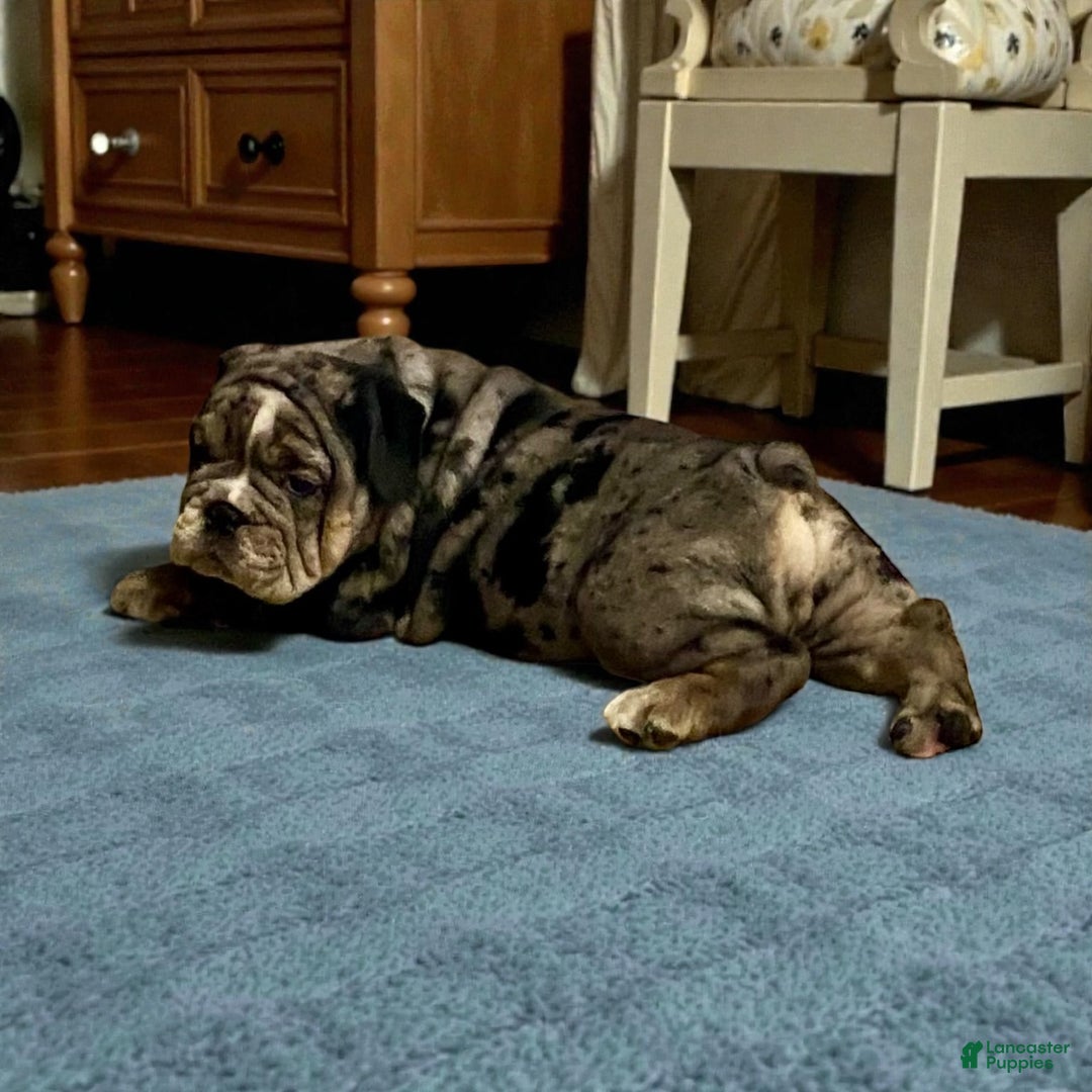 English Bulldog dogs for sale: Lilly - Ad 4