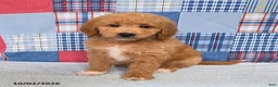 Mini Goldendoodle dogs for sale: Bowser - Ad 3