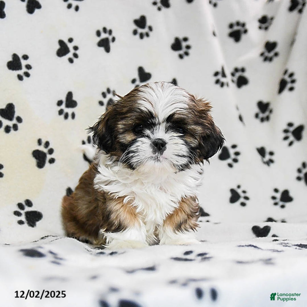Shih Tzu dogs for sale: Opal - Ad 1