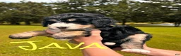 Bernedoodle dogs for sale: Java - Ad 1
