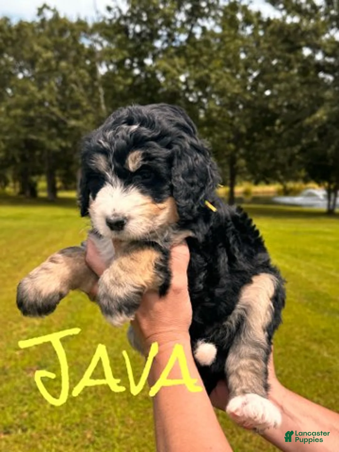 Bernedoodle dogs for sale: Java - Ad 1