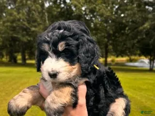 Bernedoodle dogs Java - Ad 34