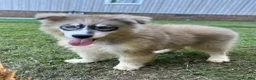 Siberian Husky dogs for sale: REYNA - Ad 23