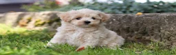 Maltipoo dogs for sale: Piper - Ad 8