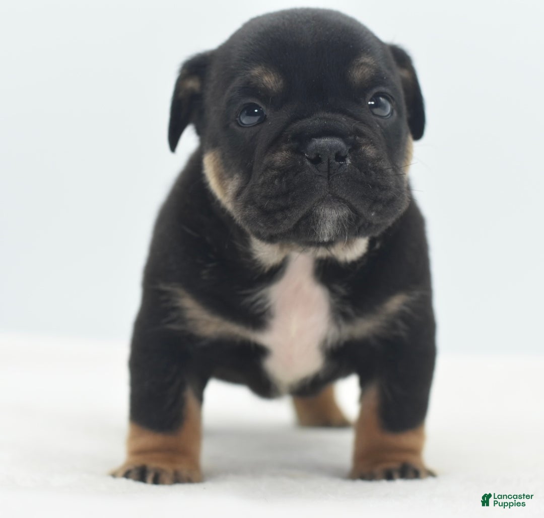 Mixed Breed dogs for sale: Knox tricolor bully puppy  - Ad 17