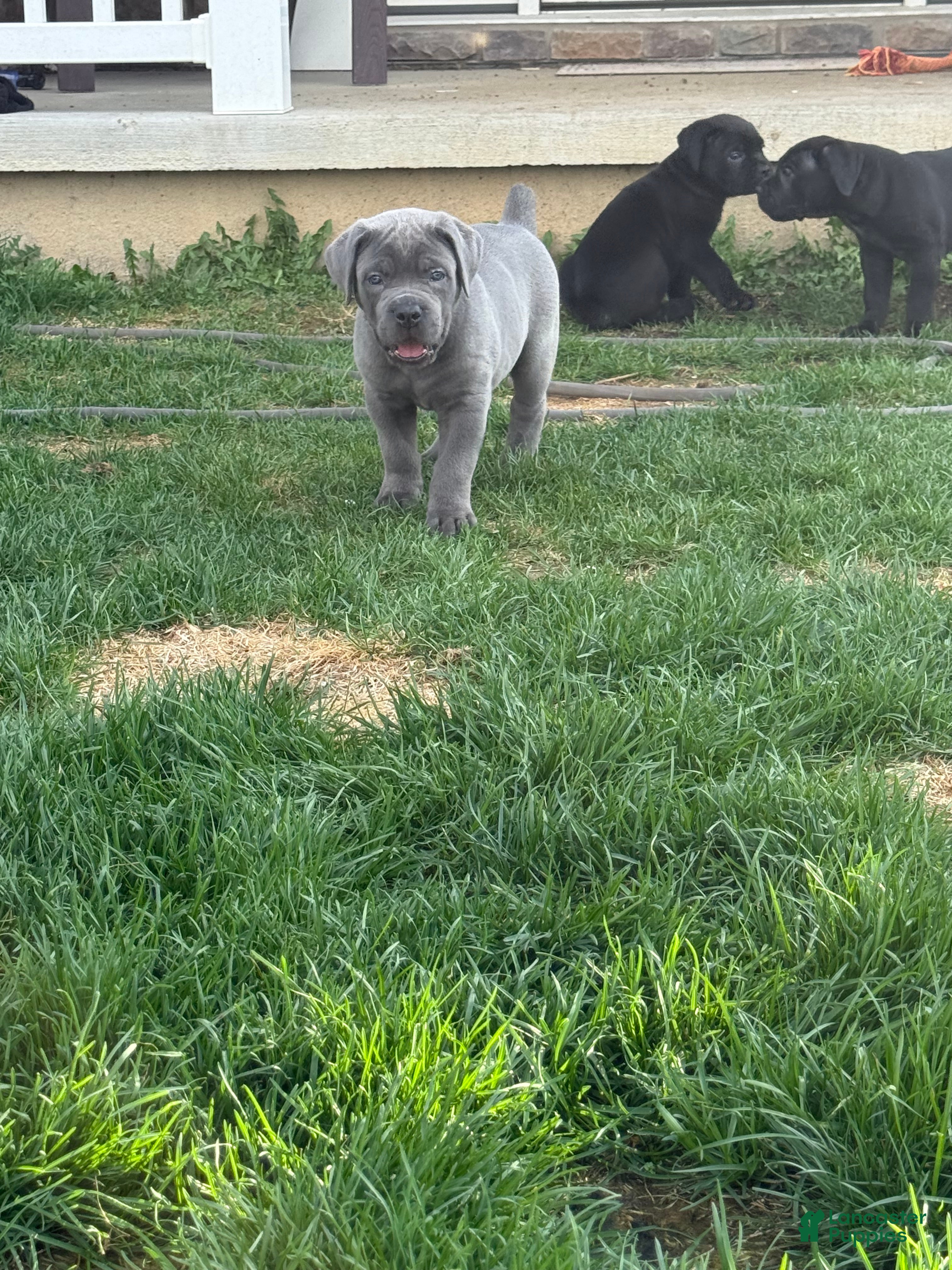 Cane Corso dogs Cane Corso Puppy 1 - Ad 2