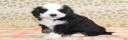 Mini Bernedoodle dogs for sale: Nate - Ad 7
