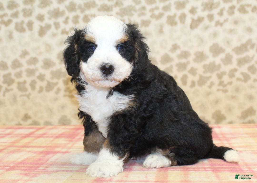 Mini Bernedoodle dogs for sale: Nate - Ad 7