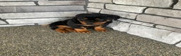 Rottweiler dogs for sale: Rottweiler Puppy 2 - Ad 4