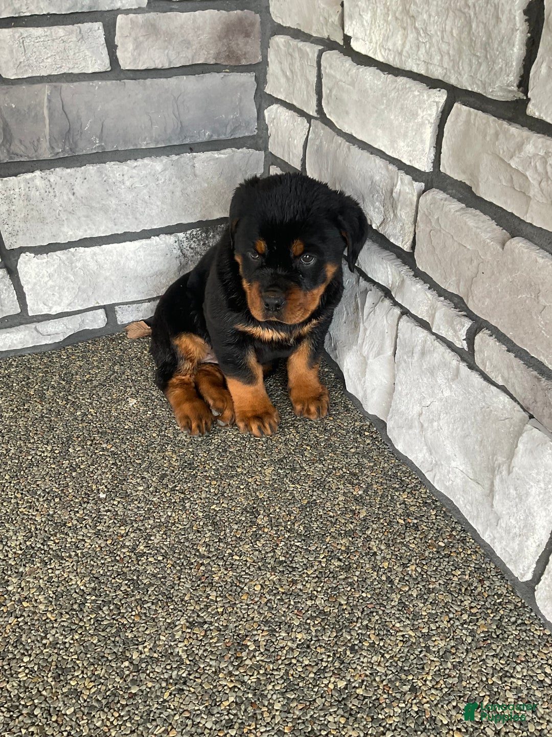 Rottweiler dogs for sale: Rottweiler Puppy 2 - Ad 4