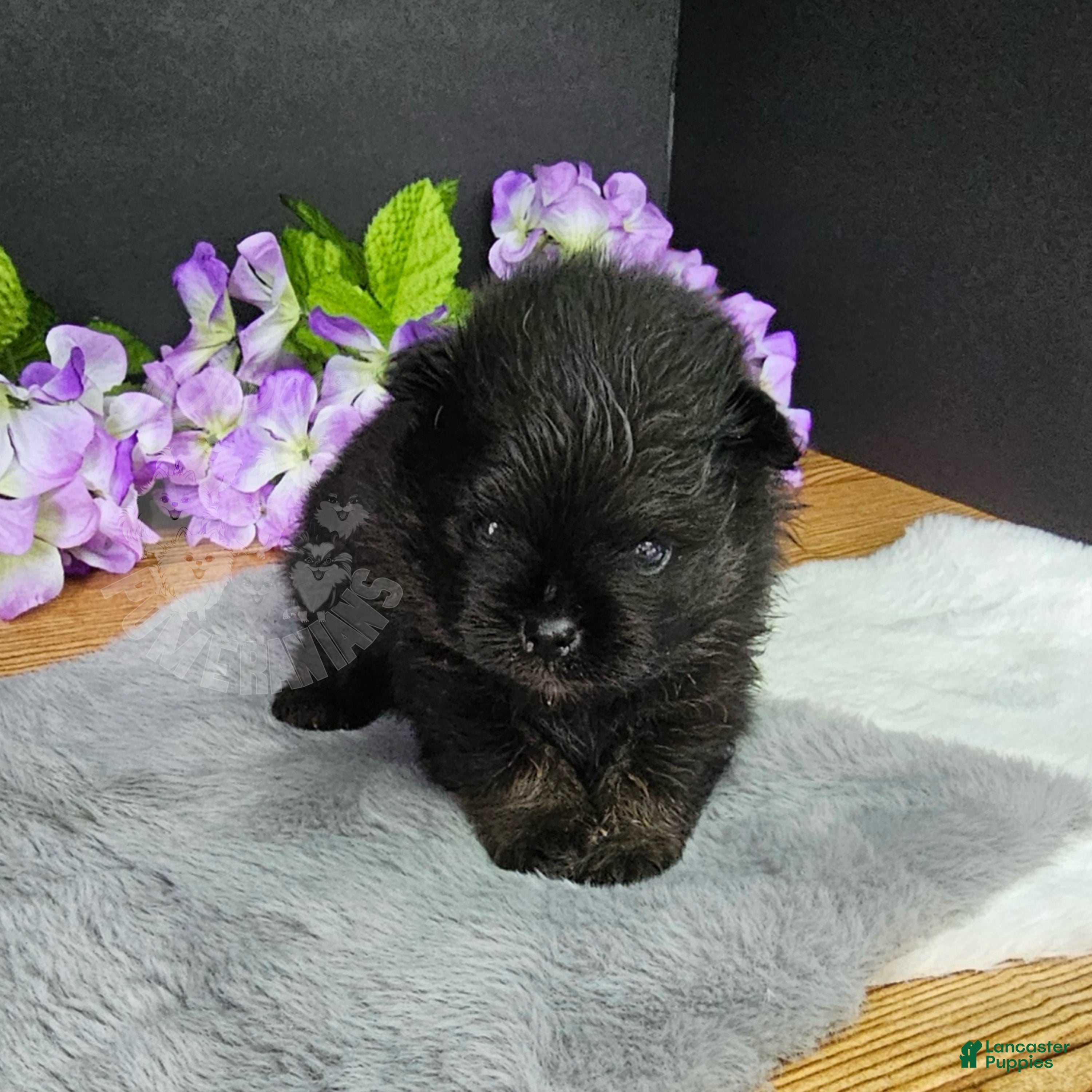 Pomeranian dogs Pepper's Man In The Mirror - "Manny" - Ad 2