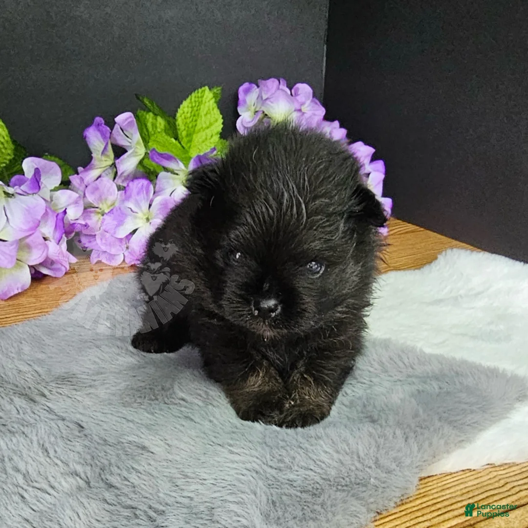 Pomeranian dogs for sale: Pepper's Man In The Mirror - "Manny" - Ad 2