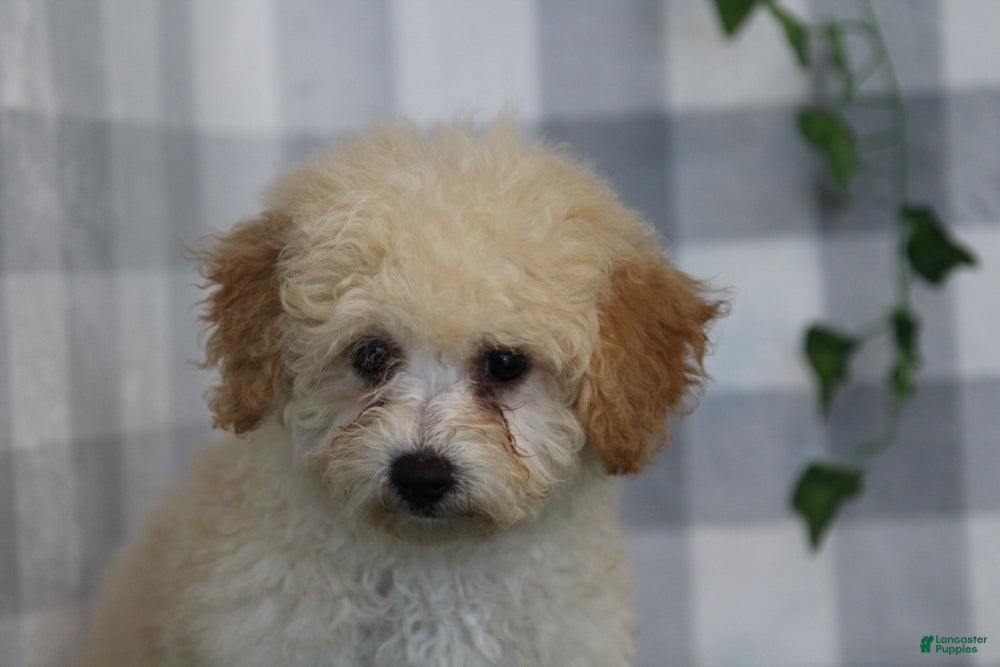 Bichpoo dogs Luna - Ad 2