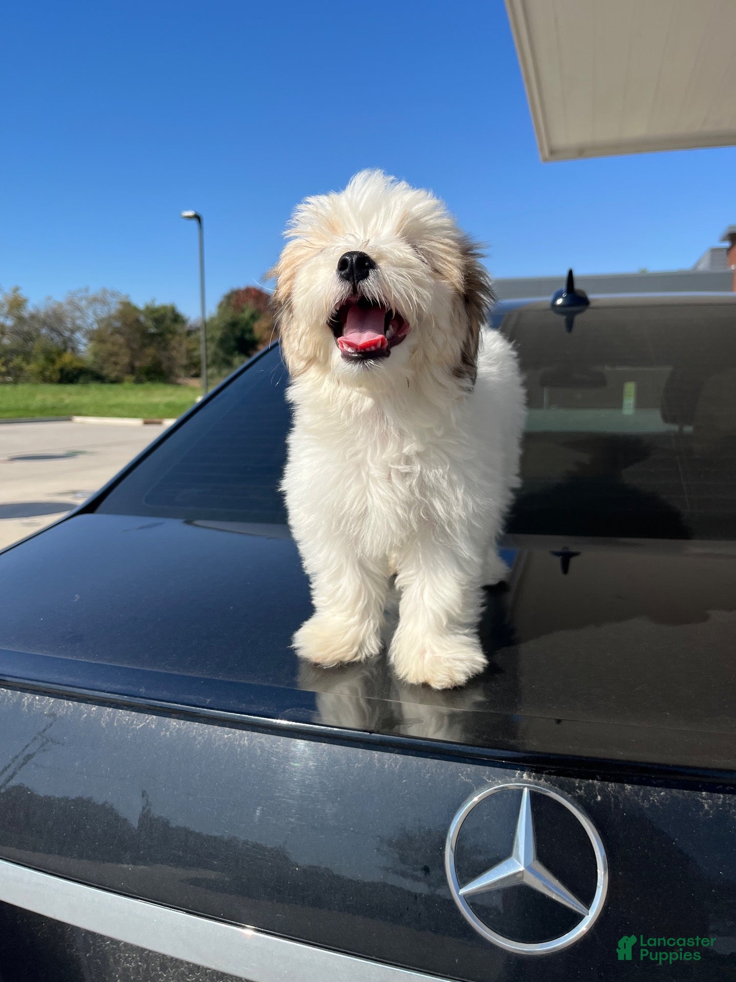 Mixed Breed dogs for sale: Ralph - Ad 15