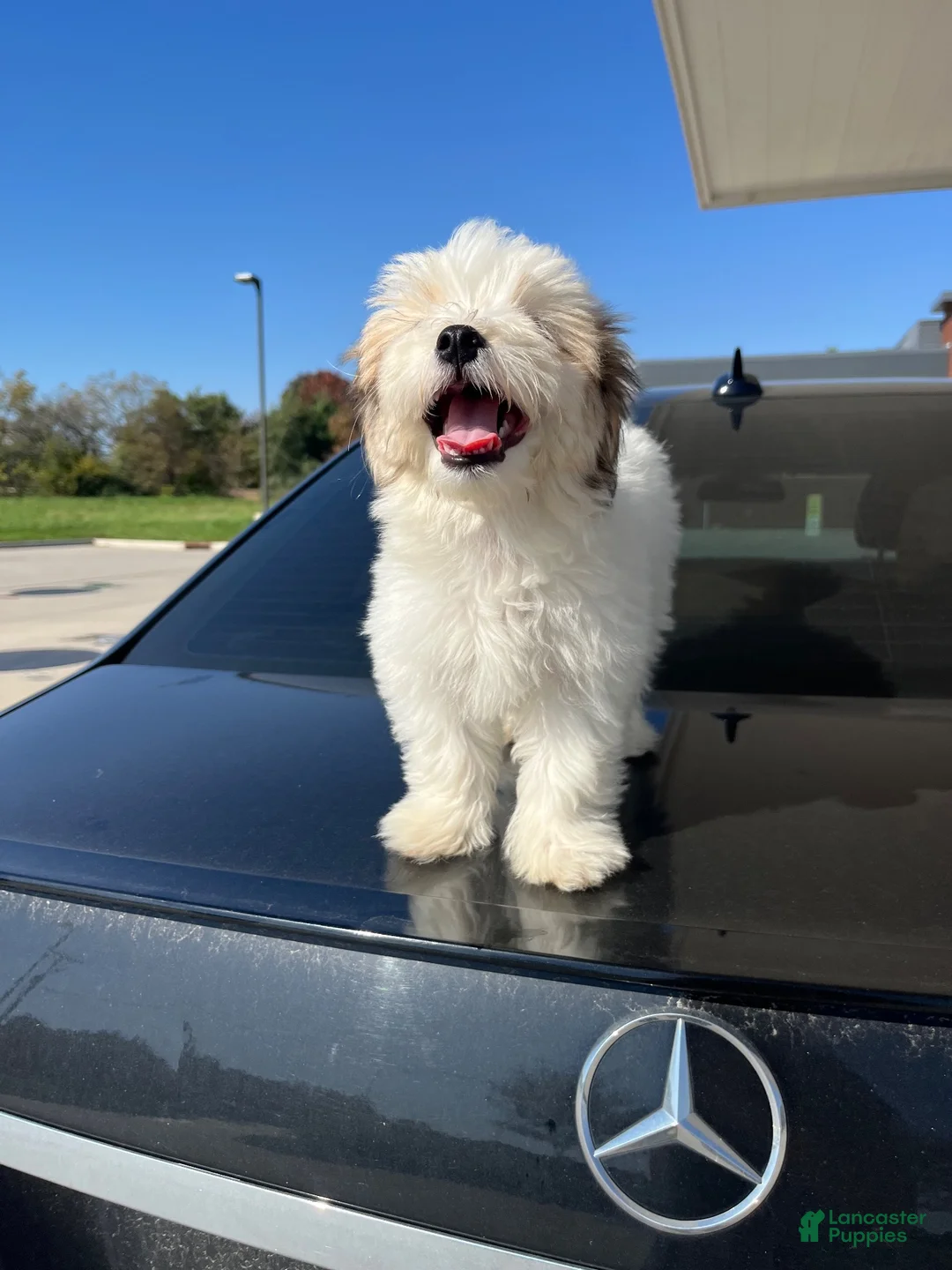 Mixed Breed dogs for sale: Ralph - Ad 1