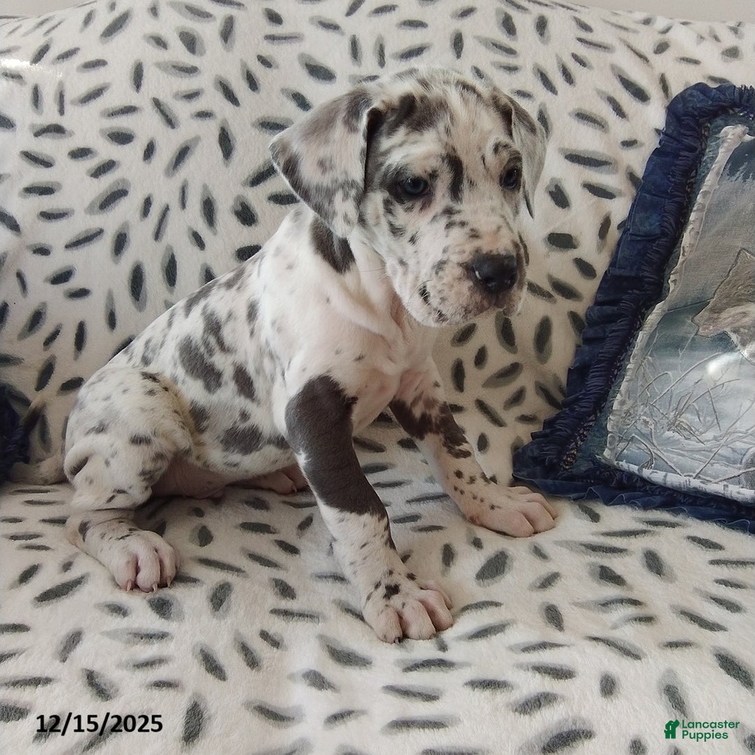 Great Dane dogs for sale: King - Ad 2