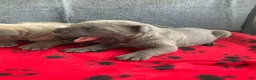 Cane Corso dogs for sale: Cane Corso 3 - Ad 1