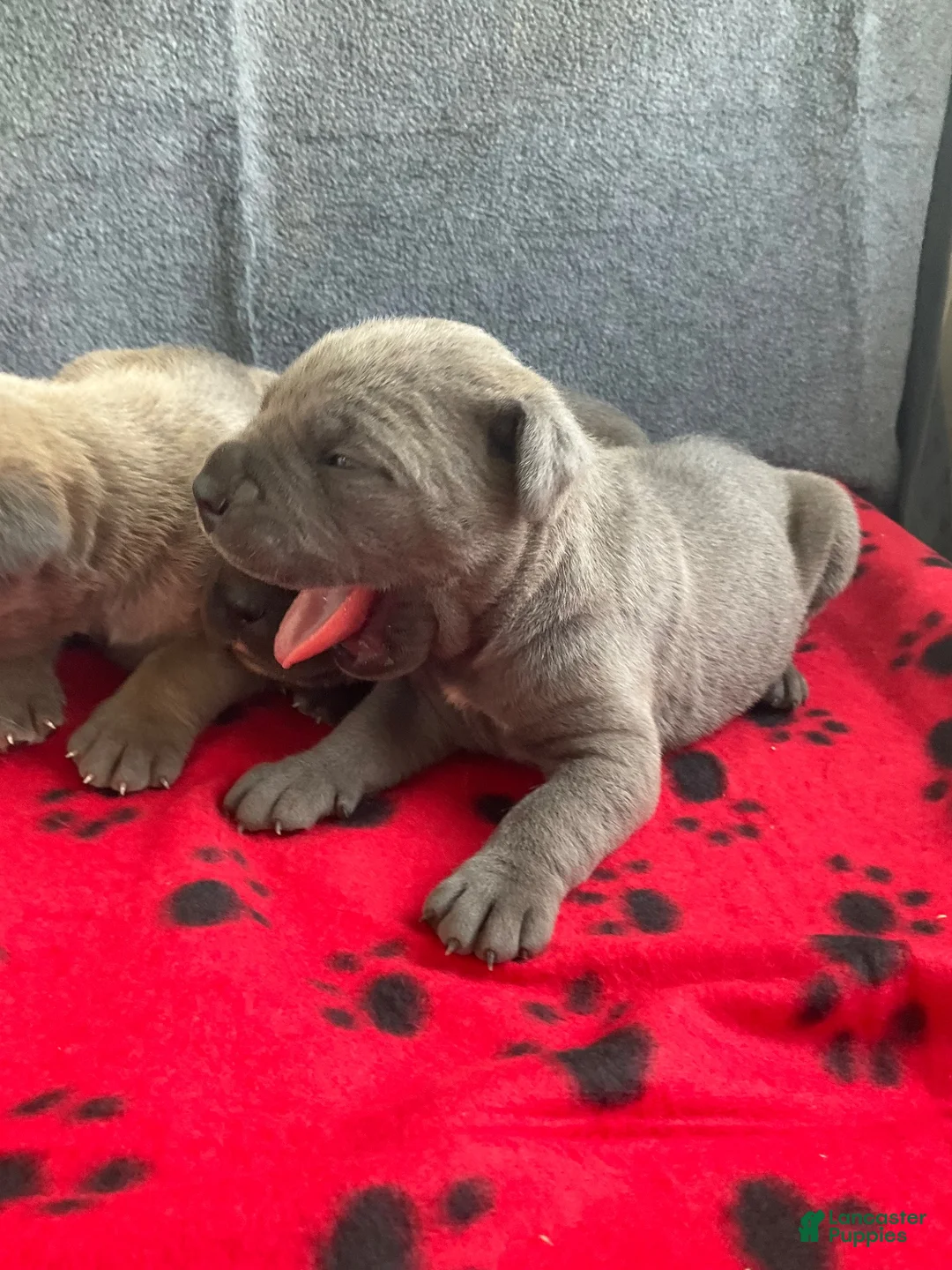 Cane Corso dogs for sale: Cane Corso 3 - Ad 1