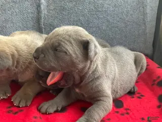 Cane Corso dogs Cane Corso 3 - Ad 12