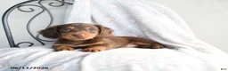 Miniature Dachshund dogs for sale: Carmen - Ad 3