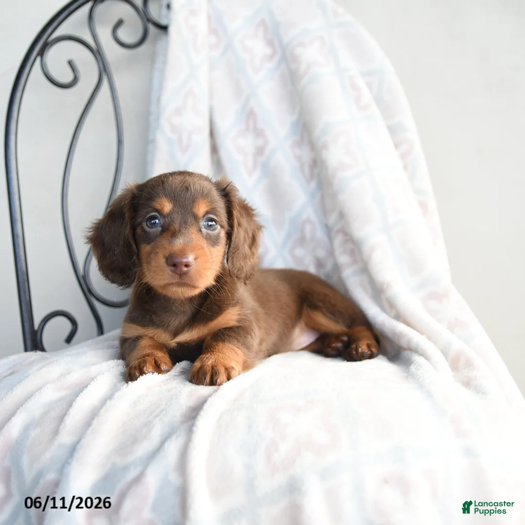 Miniature Dachshund dogs for sale: Carmen - Ad 3