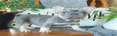 Missy