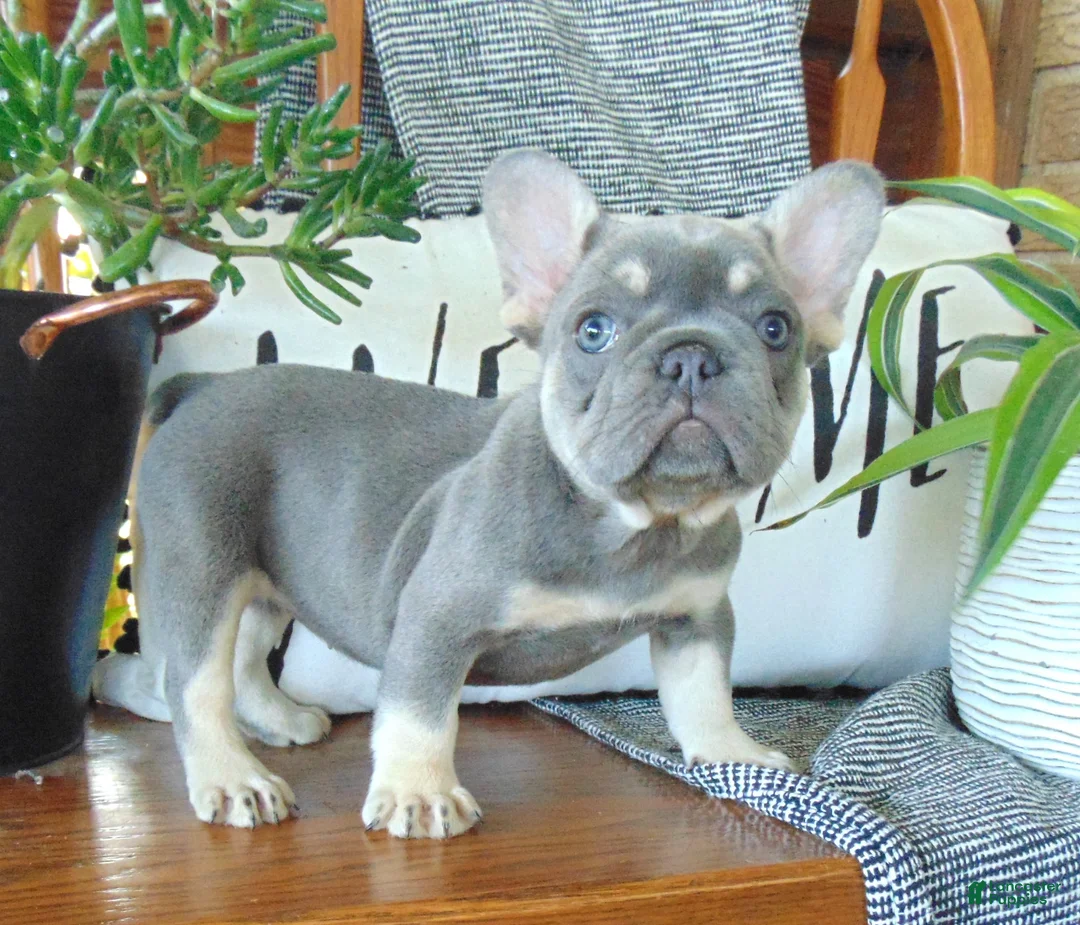 French Bulldog dogs for sale: Missy - Ad 1