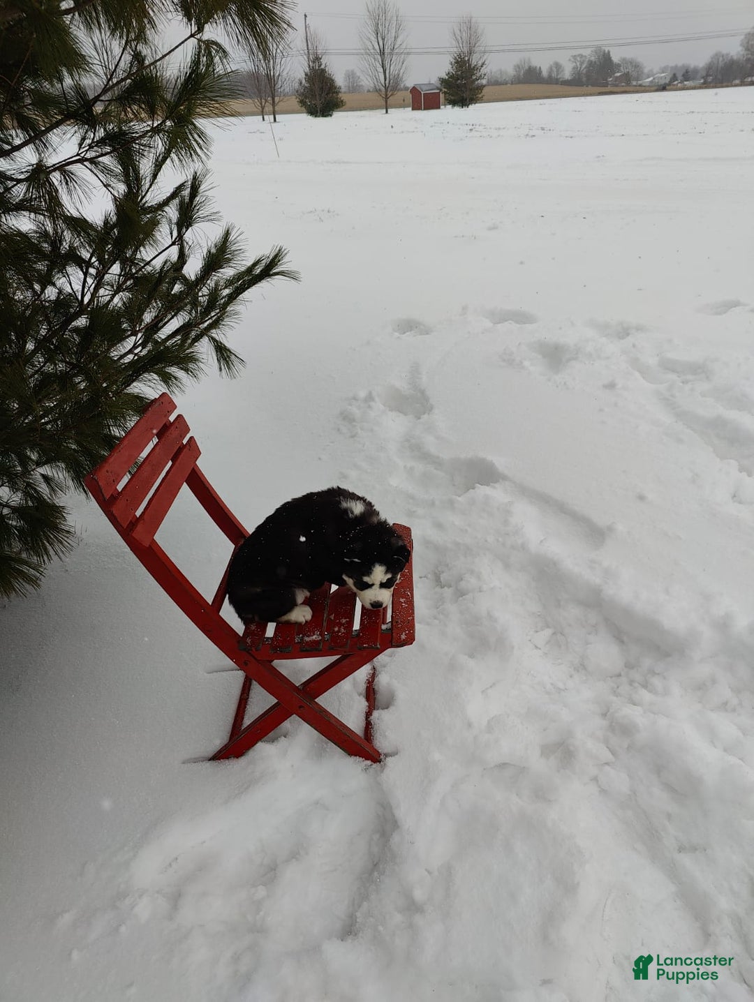 Siberian Husky dogs for sale: Lucy - Ad 14