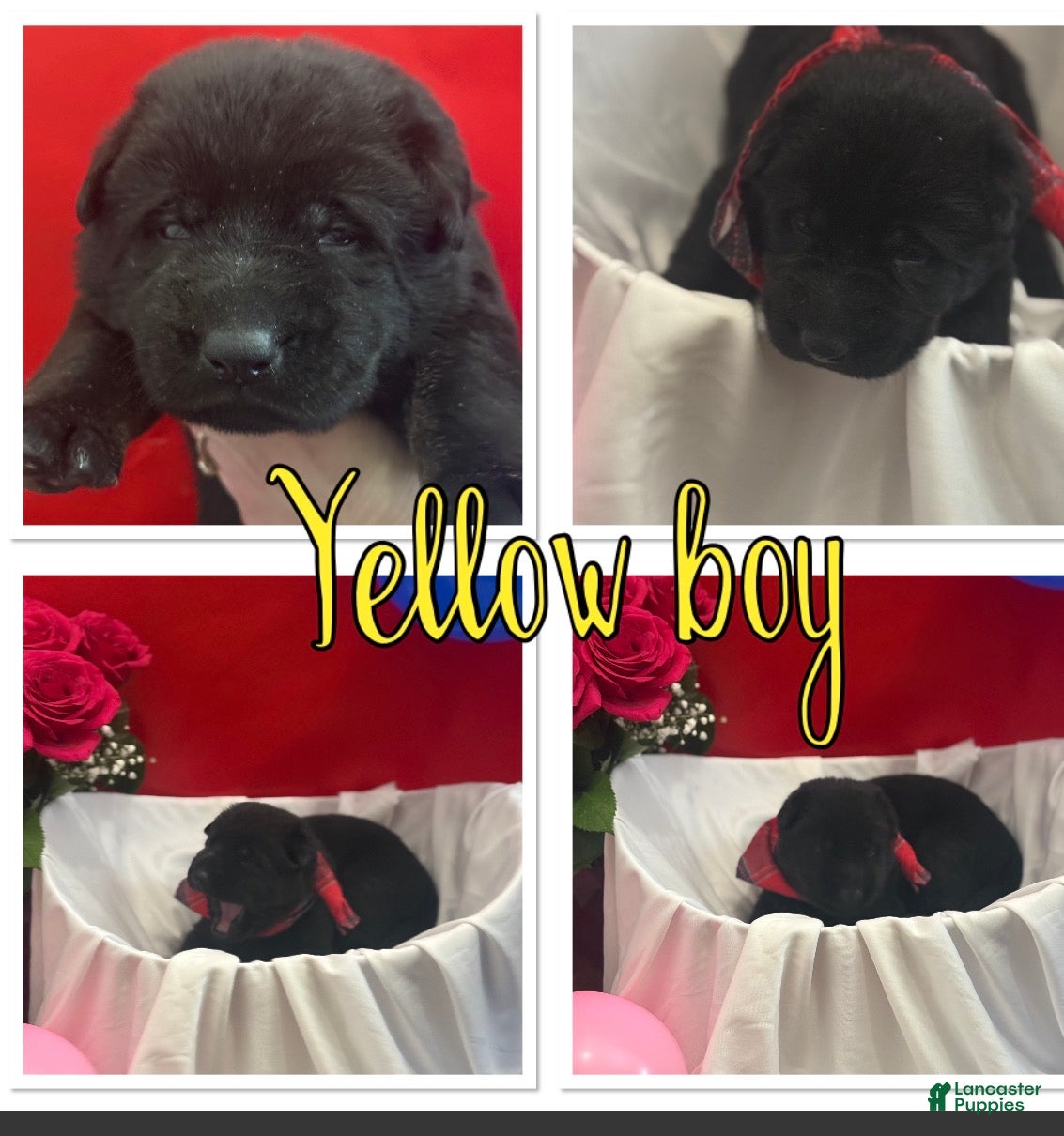 German Shepherd dogs Teddy - Ad 4