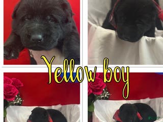 German Shepherd dogs Teddy - Ad 33