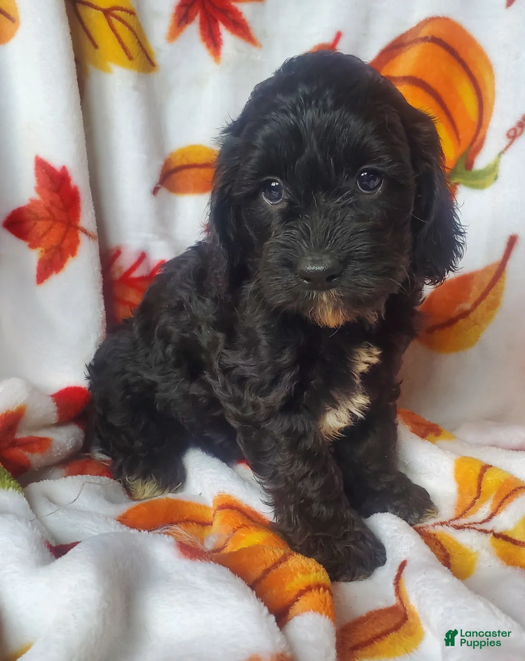 Cockapoo dogs for sale: Opal - Ad 2
