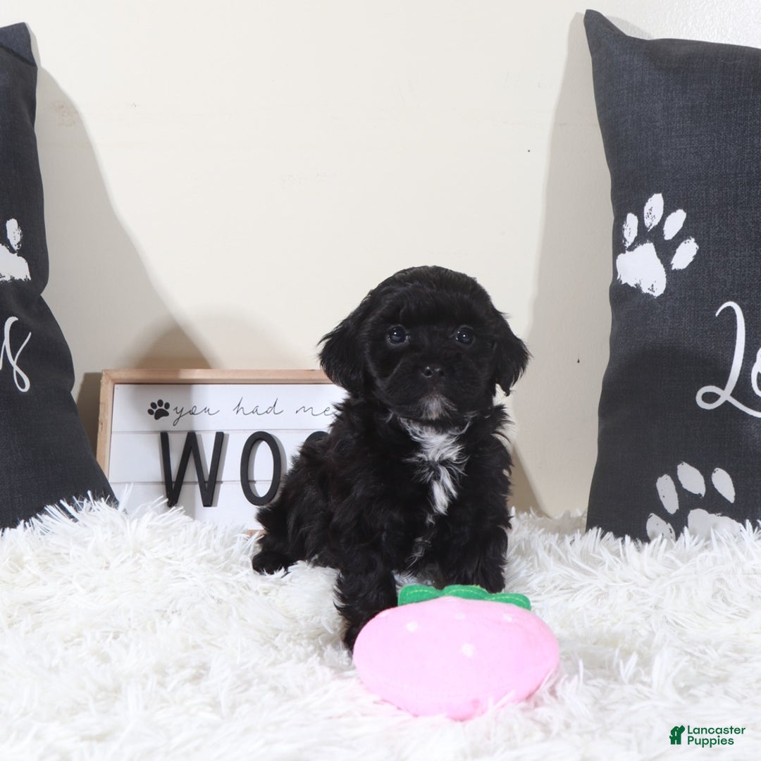 Shihpoo dogs for sale: Shihpoo Puppy Black Beauty - Ad 2