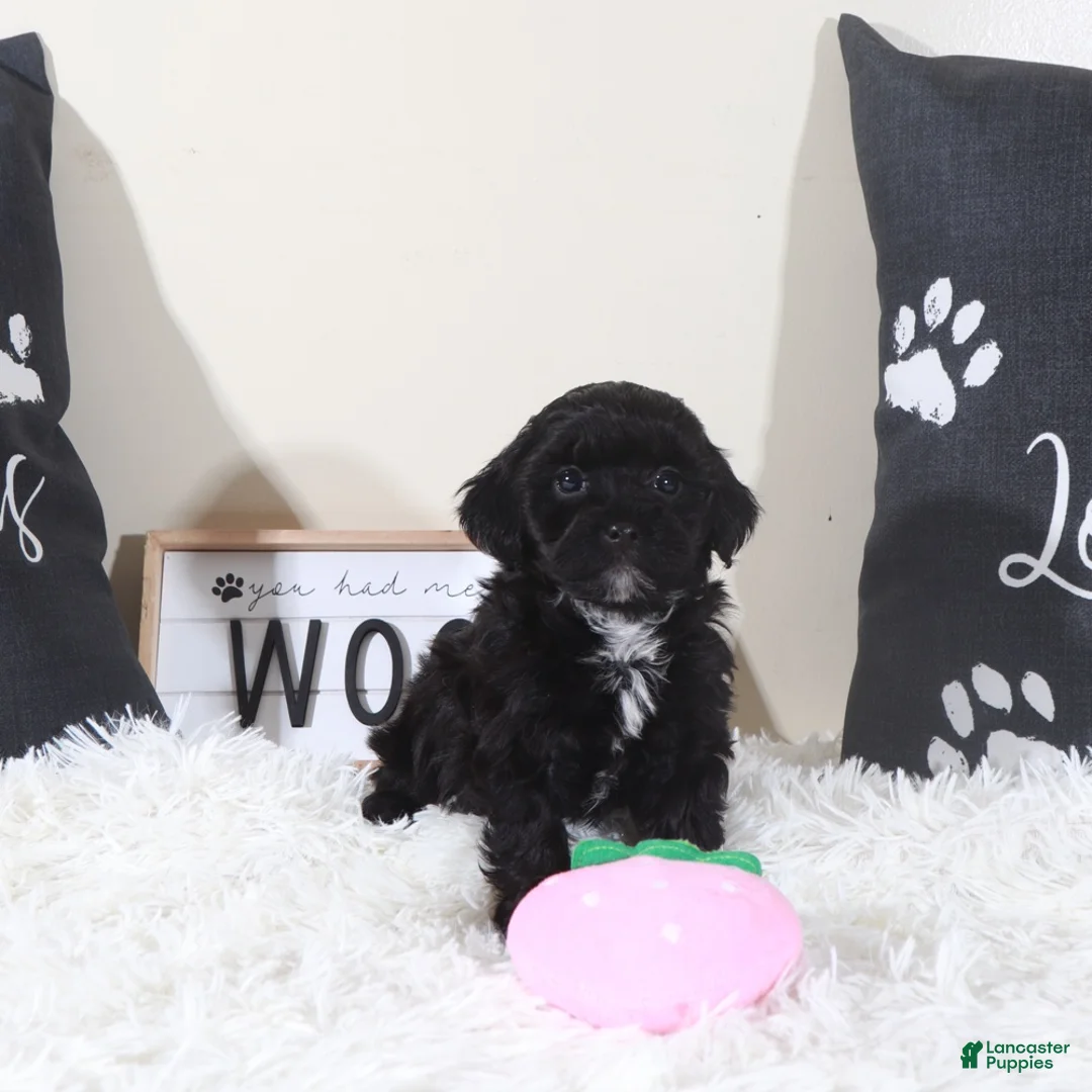 Shihpoo dogs for sale: Shihpoo Puppy Black Beauty - Ad 2