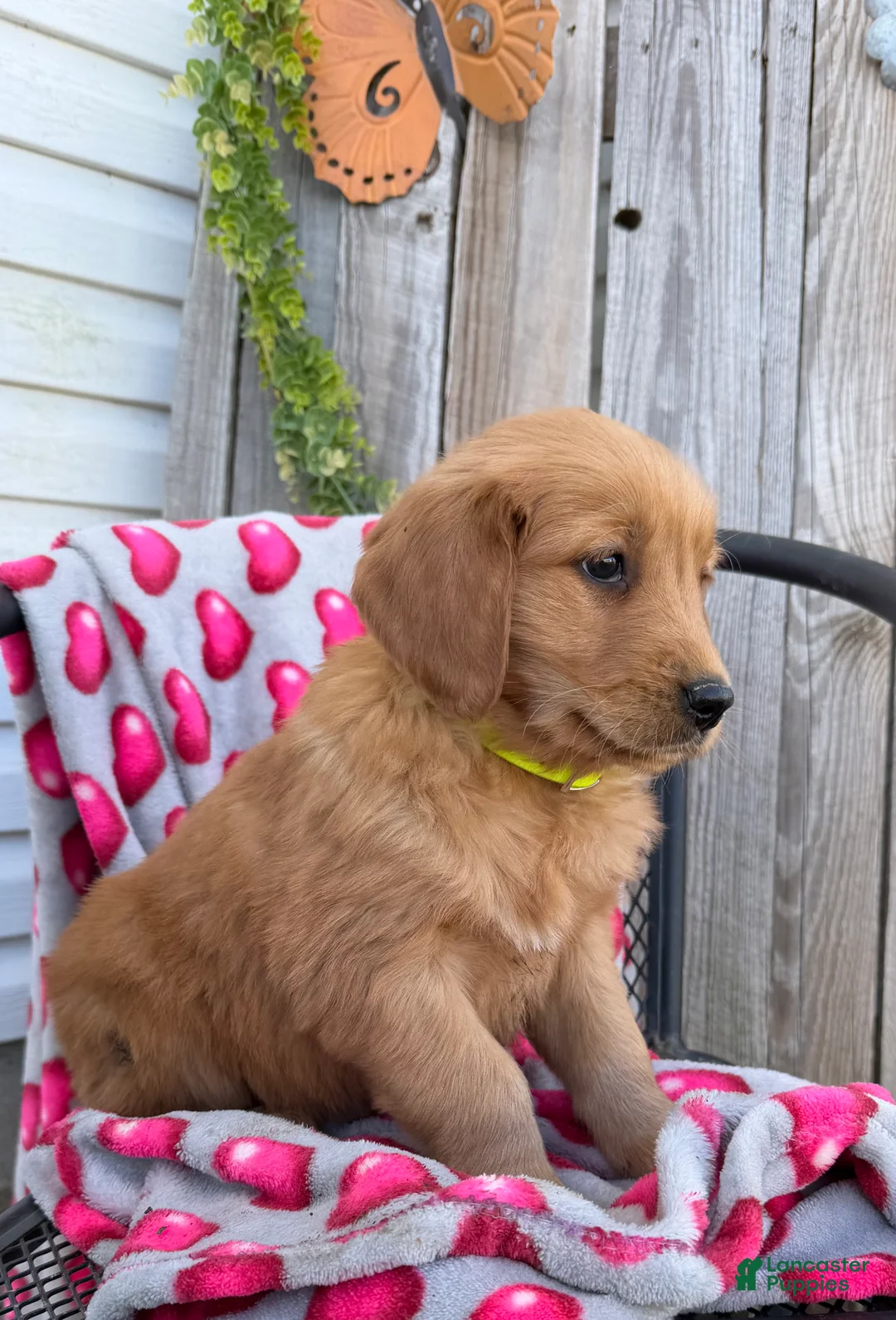 Golden Retriever dogs for sale: Abby - Ad 5