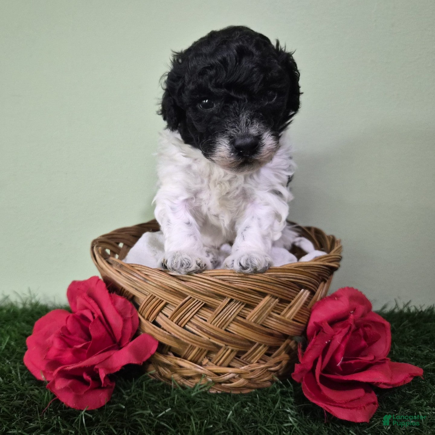 Miniature Poodle dogs Cooper - Ad 2
