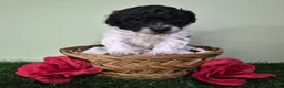 Miniature Poodle dogs for sale: Cooper - Ad 2