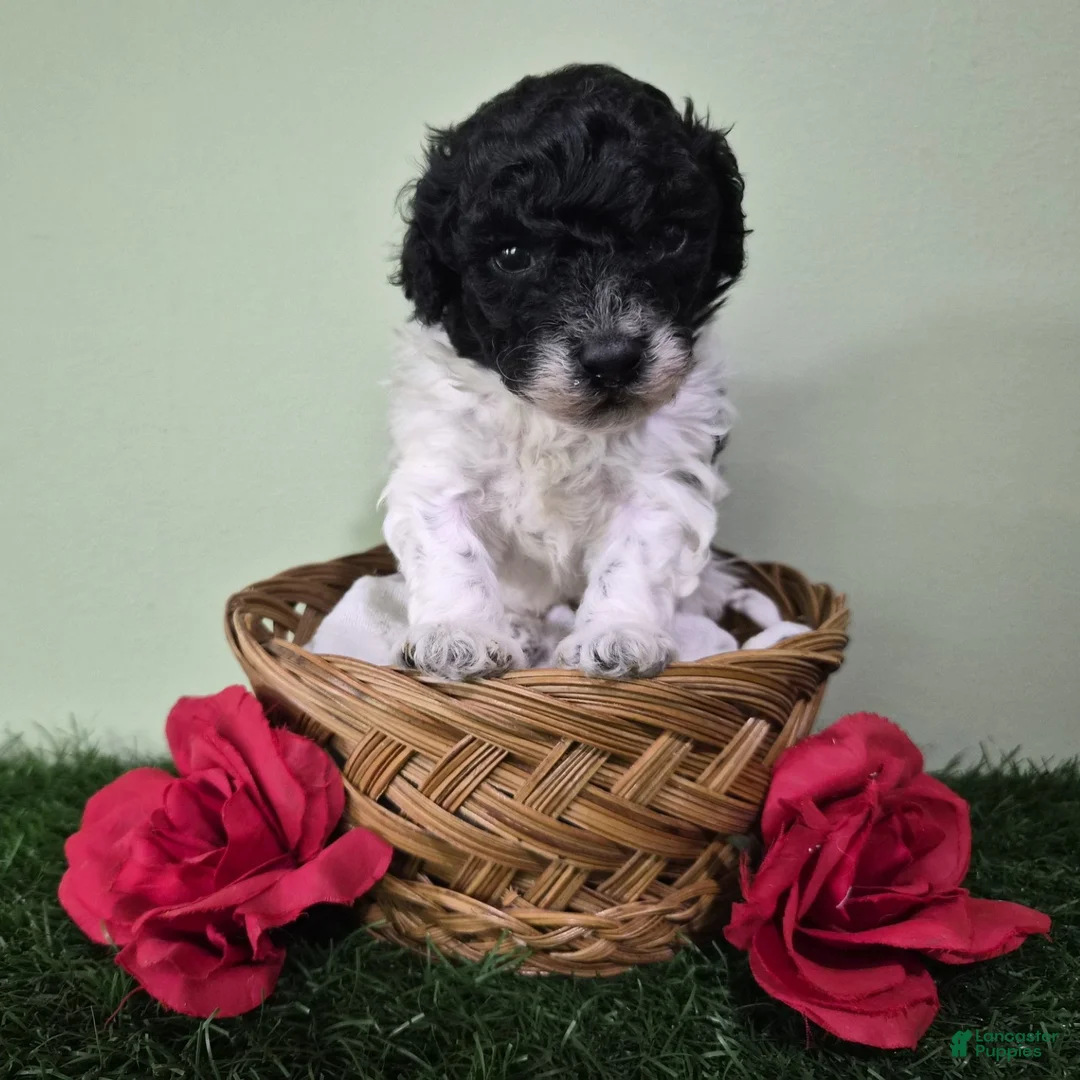 Miniature Poodle dogs for sale: Cooper - Ad 2