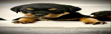 Rottweiler 4