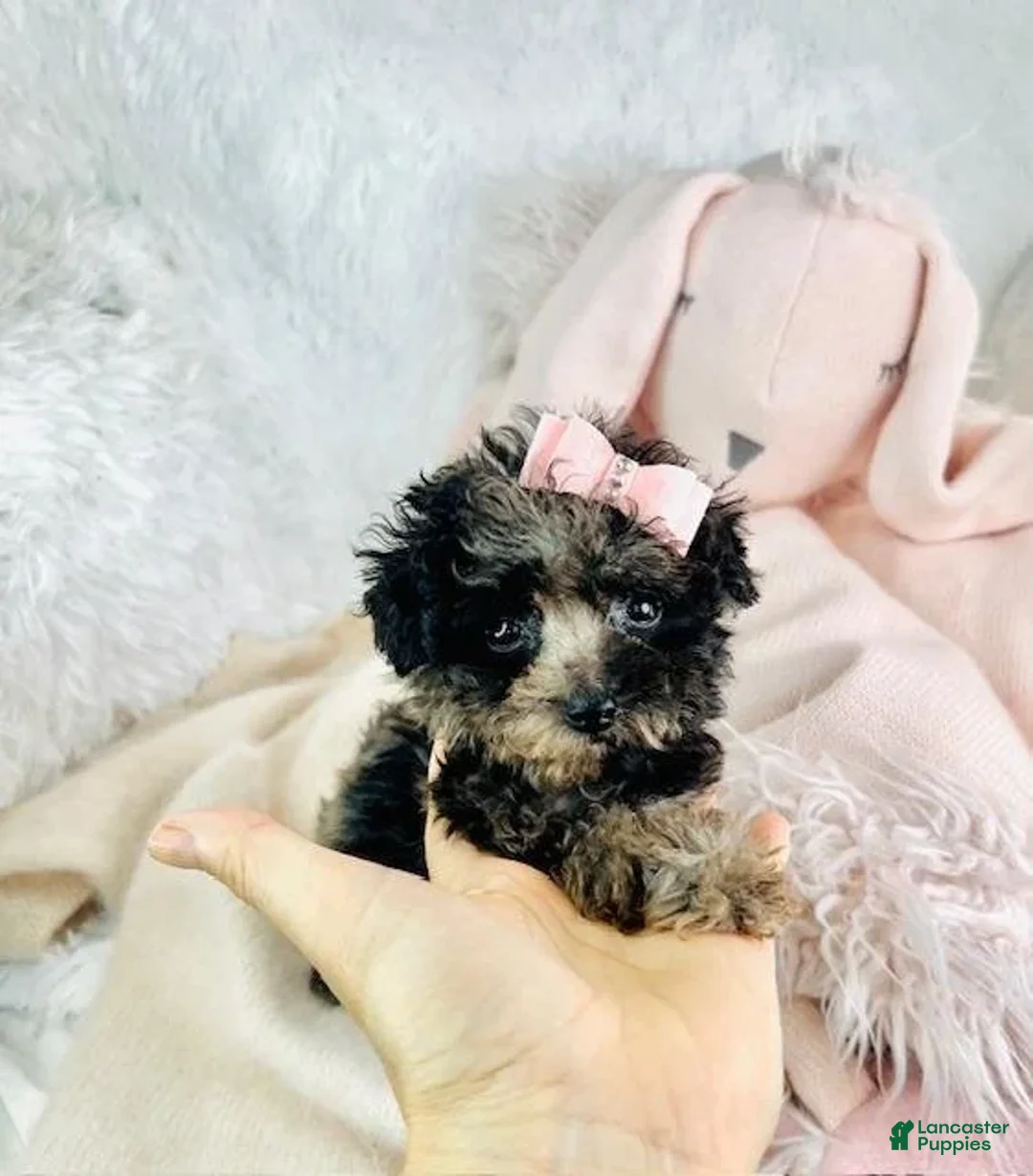 Toy Poodle dogs for sale: Page - Ad 2