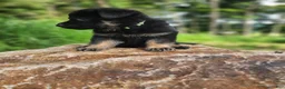 German Shepherd dogs for sale:  Tar - Ad 20