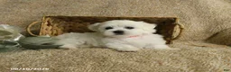 Maltese dogs for sale: Racer - Ad 5