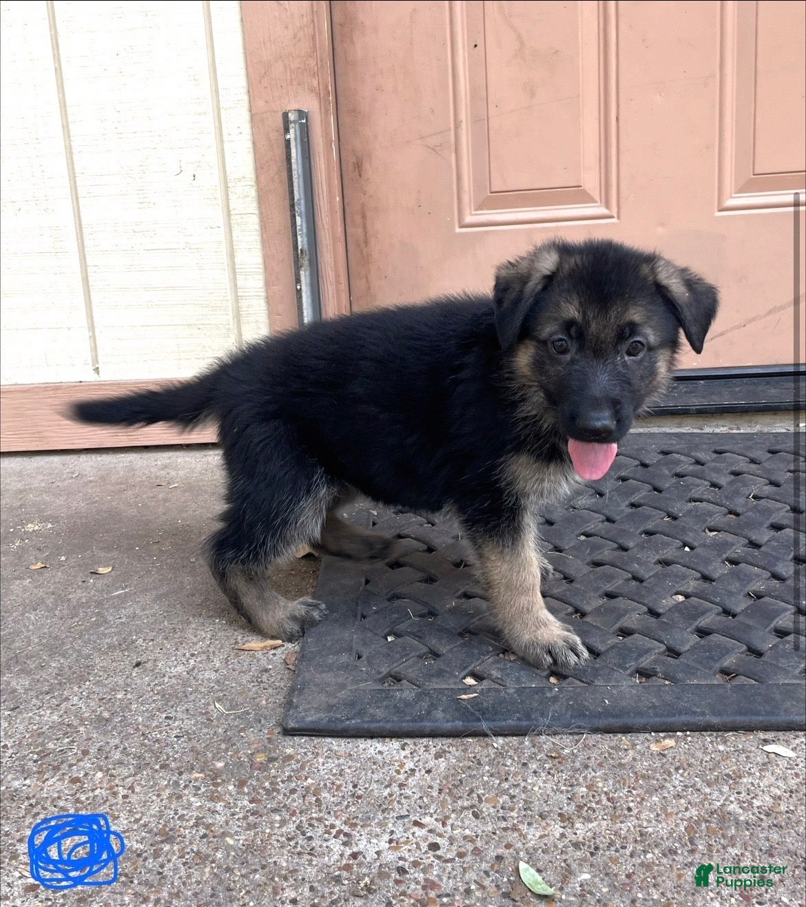 German Shepherd dogs Blue - Ad 2