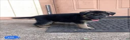 German Shepherd dogs for sale: Blue - Ad 2