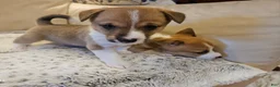 Mixed Breed dogs for sale: Leoni - Ad 7