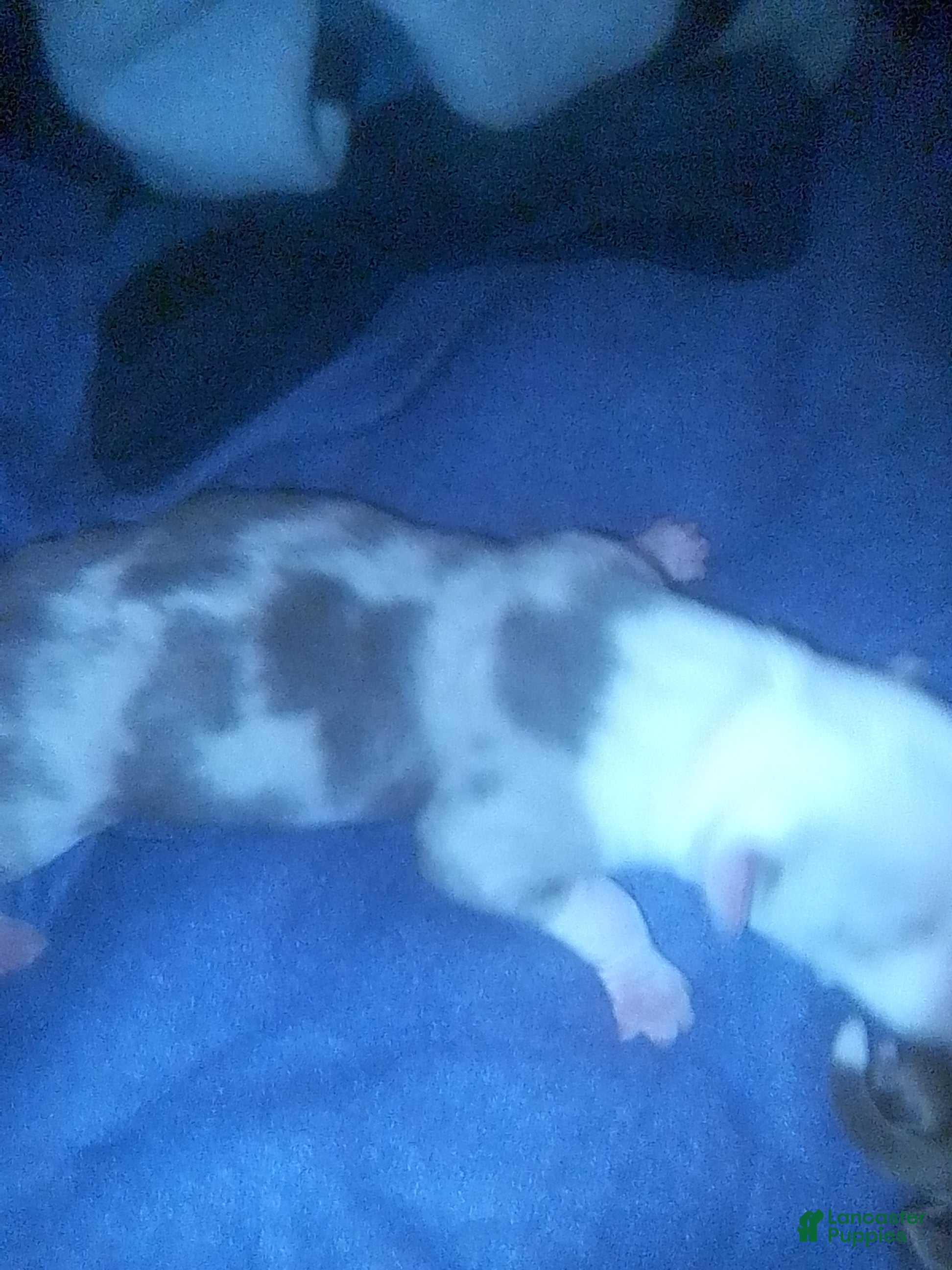 American Staffordshire Terrier dogs American Staffordshire Terrier 7 - Ad 25