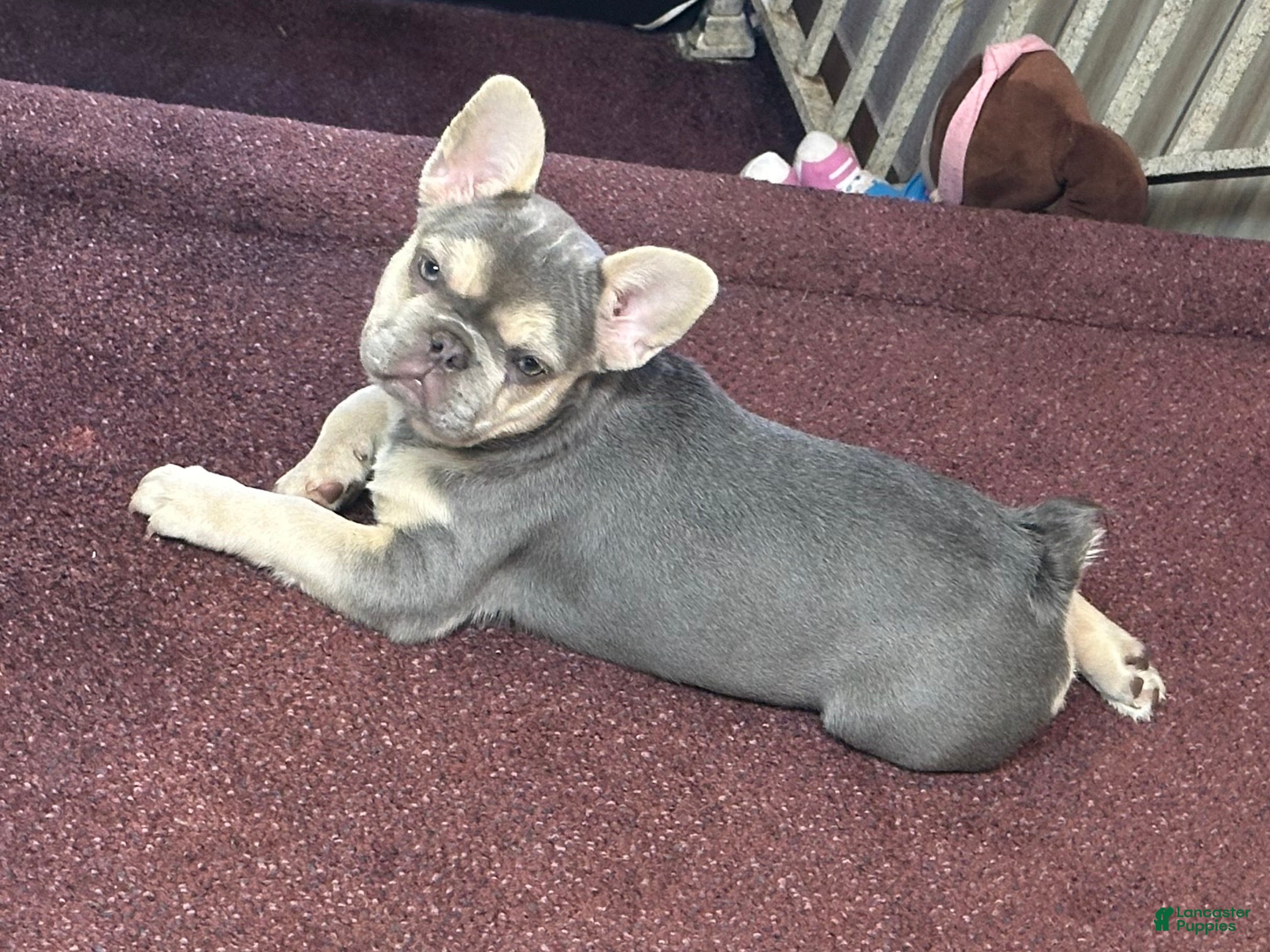French Bulldog dogs DOLCE *FLUFFY and PINK CARRIER* - Ad 1