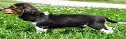 Beagle dogs for sale: Valen - Ad 5