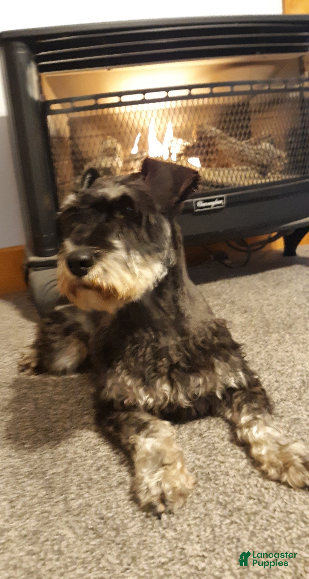 Miniature Schnauzer dogs for sale: AKC Peanut - Ad 6